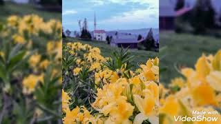 SİSDAĞI YAYLASI / GİRESUN. AĞU ÇİÇEĞİ. ORMAN GÜLÜ. KOMAR ÇİÇEĞİ. SARAĞU, SARI AĞU ( ZİFİN ÇİÇEĞİ).