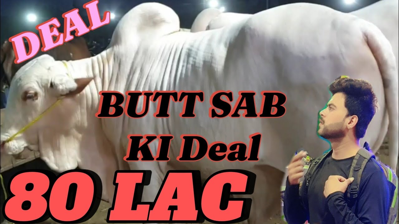 BUTT SAB KI DEAL 14 Lakh Laga Dia eiduladha bull cowvideos butt-sab-ki-deal-14-lakh-laga-dia-eiduladha-bull-cowvideos