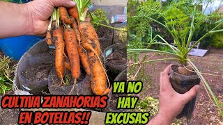 CULTIVA ZANAHORIAS  EN BOTELLAS DE PLASTICO|NUNCA MAS TIRES LAS BOTELLAS DE PLÁSTICO|WILL