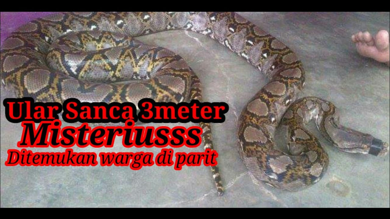 ULAR SANCA KEMBANG TERTANGKAP!!! - YouTube