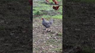 How Using Two Poultry Nets Can Quadruple Your Chicken Run!