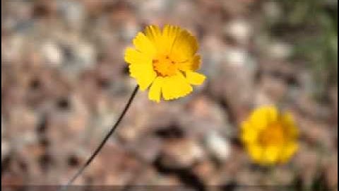 Surat Waqiaa  Ahmed Al Ajmi سورة الواقعة أحمد بن علي العجمي