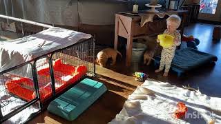 Morning Chaos with Dogue de Bordeaux Puppies and a Toddler by Premiere Roux Bordeaux 273 views 5 months ago 3 minutes, 21 seconds