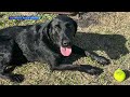 ONLY ON NEWS 5: Gulf Shores woman tries to save dog killed by alligator