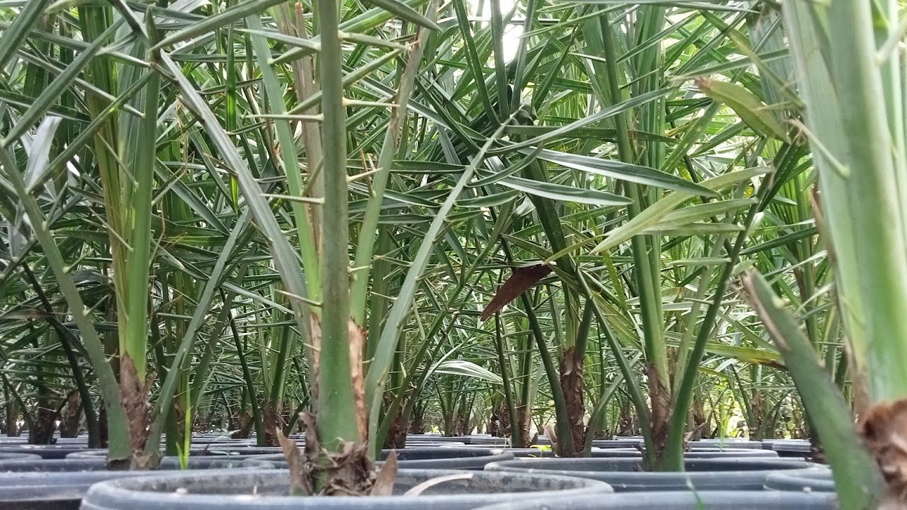 আজুওয়া খেজুরের পুরুষ এবং মহিলা চারা চেনার উপাই বা ধারনা,, চারা সংগ্রহ করতে,, যোগাযোগ,,, ০১৭৮১৬১৫৯৯৯