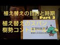 植え替えの目的とタイミング　第3回　植え替えのスパン 盆栽お手入れ講座