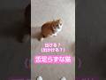 舌足らずな猫 #しゃべる猫