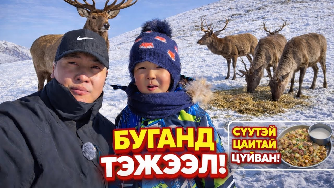 Уулнаас буусан буганд тэжээл өглөө.Ууланд сүүтэй цайтай цуйван. #mongolia #winter #deer 