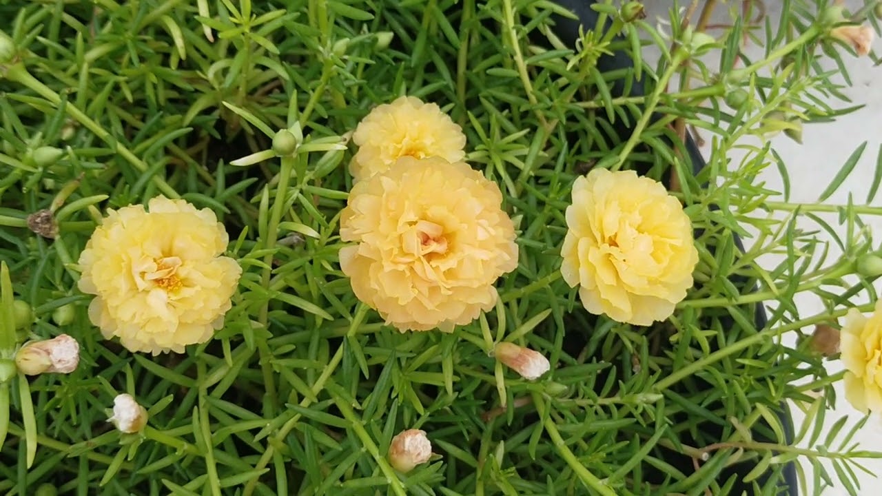 30 colours RS 300 for order whatsapp No 9025399073🌹 tablerose portulaca jumbo cindrella onlinesale 