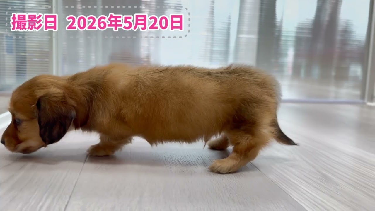 ☆【No.1-189】ミニチュア・ダックスフンド 男の子 2026年4月20日