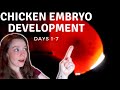 Chick Embryo Development Week 1 || Candling Eggs