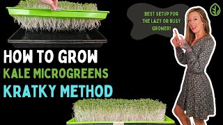 How to Easily Grow Kale Microgreens with Kratky Hydroponics | Full Tutorial | On The Grow