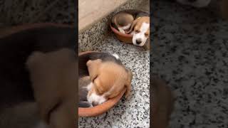 Beagle Puppies Sleeping in Earthen Planters