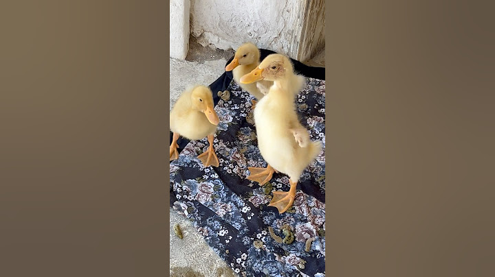 Hanım hanım onlar benim yavyulaarımmm #duck