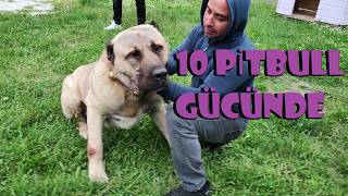 10 PİTBULL GÜCÜNDE KÖPEK DİREN