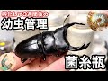 オオクワガタ 孵化して３週間の幼虫を菌糸瓶に入れてみた【クワガタ飼育】