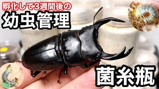 オオクワガタ 孵化して３週間の幼虫を菌糸瓶に入れてみた【クワガタ飼育】