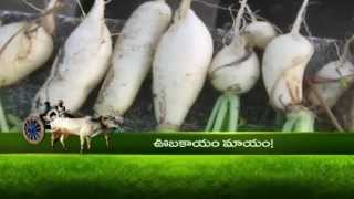 Radish Cultivation || Jasmine Cultivation - Eruvaka - 04-09-2014 - 99tv