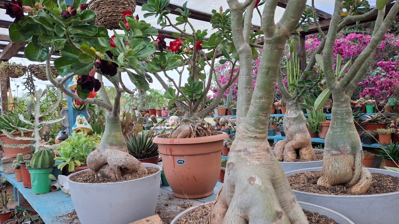 ROSAS DEL DESIERTO Y SU VERDADERA BELLEZA 😍 SUS RAÍCES.