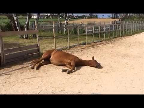 昼寝する馬  