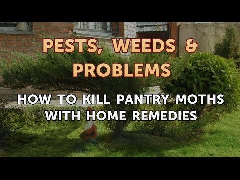 How To Get Rid Of Pantry Moths: Effective Strategies For Owasso Homes