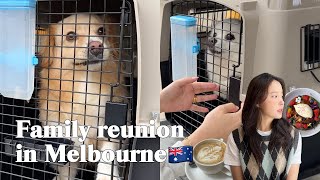 Eng)  강아지 호주 이민 | 호주계류장 | 강아지호주격리 | 짧은 멜버른 여행 | higher ground | 마라탕 | 룰루레몬 아울렛
