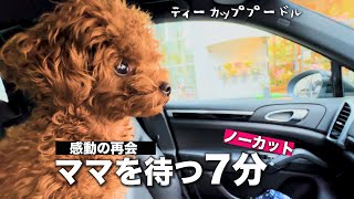 ママを迎えに行くと感動の再会になるトイプードル - YouTube