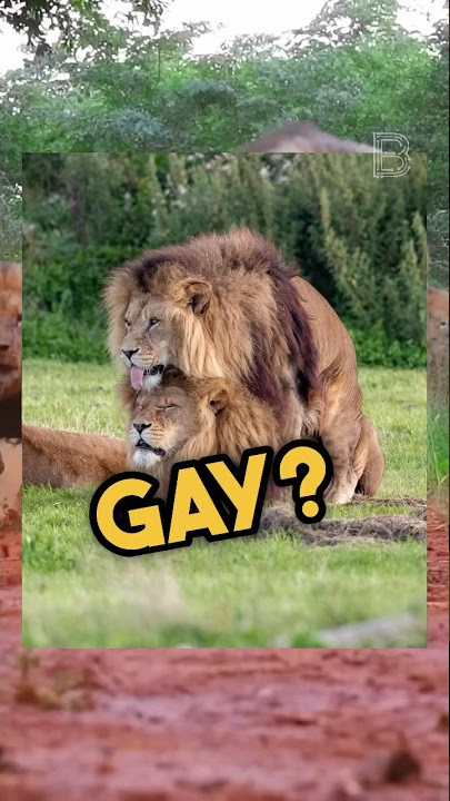 Why are animals gay? 🏳️‍🌈