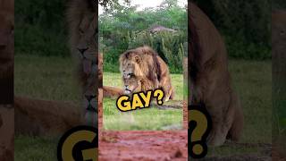 Why are animals gay? 🏳️‍🌈