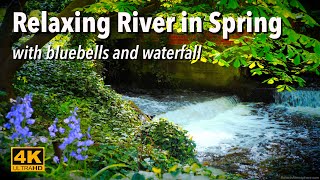 Relaxing River in Spring with Bluebells and Waterfall - Sounds for Sleep and Relaxation - 4 hours