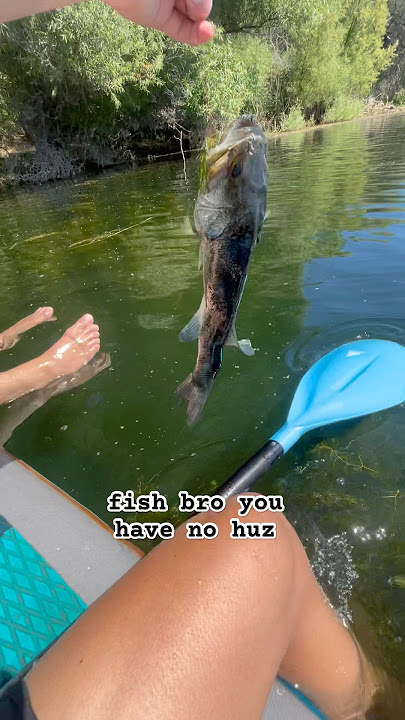Bass fishing