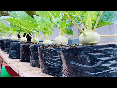 Video: Kohlrabi: Menyiram Dan Memberi Makan, Tumbuh Di Tanah Terlindung