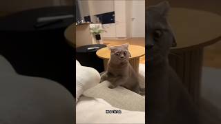 funny cat videos #funny #cat #animal