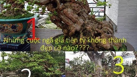 Chi 1 tỷ đồng mua cây ổi nhưng chủ vẫn không bán