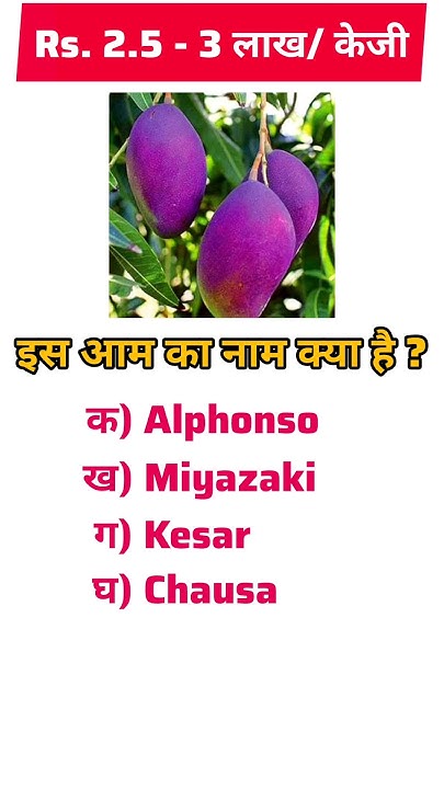 Most Costly Mango In The World gk gkquiz miyazaki-world-s-costliest-mango-sold-at-2-70-lakh-per-kg-ruby