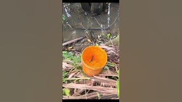 Chiều câu cá bống kho ăn cơm anh em ơi | Fishing and Relaxation| #fishing #fish #cá #câucá #giaitri