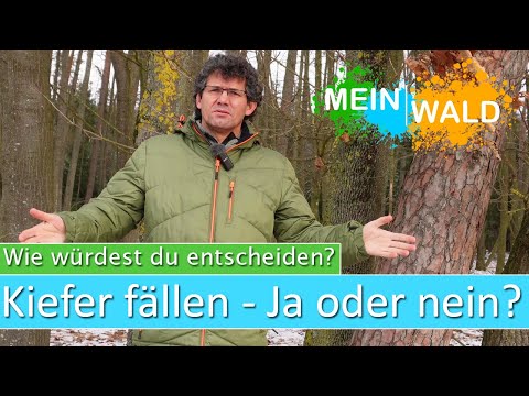 Video: Warum stirbt meine Waldkiefer?