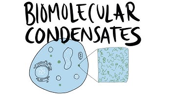Biomolecular Condensates