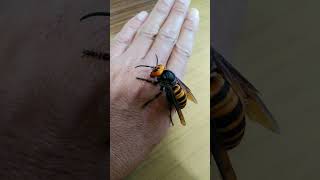 2024年春　オオスズメバチの女王手乗り　Spring 2024 Giant hornet queen ride