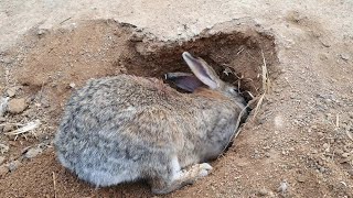 어미토끼(rabbit) 는 땅굴속에 있는 아기토끼에게  젖을 먹이려면 무슨 행동을 할까요??