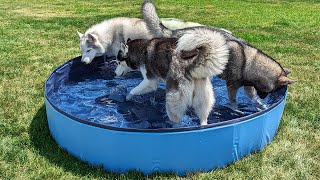 The Dogs Wanted to Swim in the Little Pool!