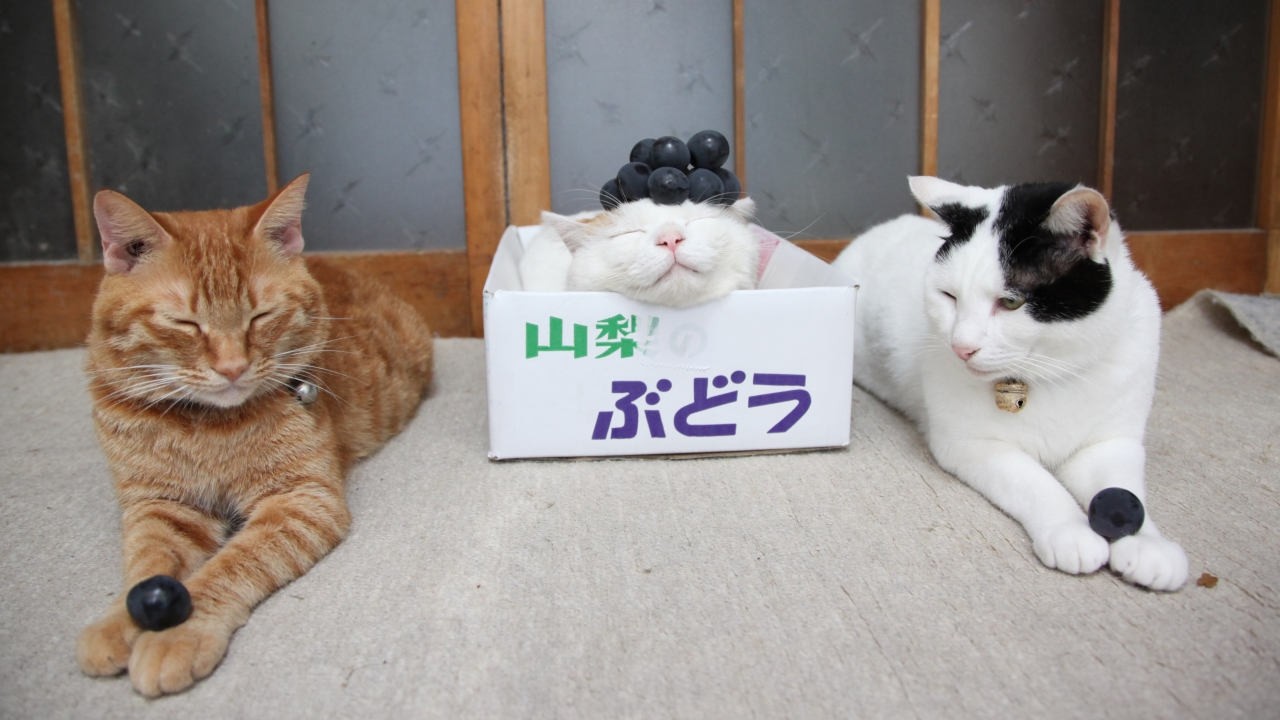 かご猫LIVE配信　2026年10月23日