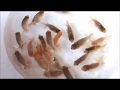青仔の成長（らんちゅう）
