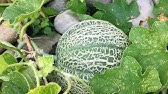 How to grow cantaloupe or musk melon or honeydew melons