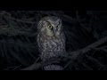 Boreal Owl --- Sýc rousný