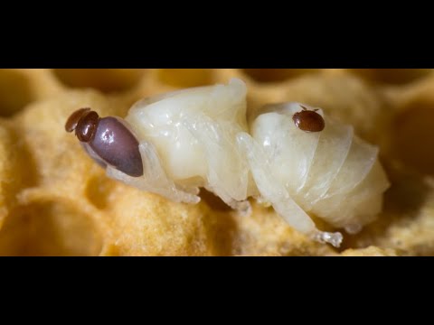 Mites and external parasites