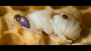 Mites and external parasites