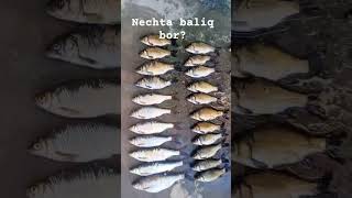 Shuncha Baliq Nima Bilan Tutilgan Bõlishi Mumkin?