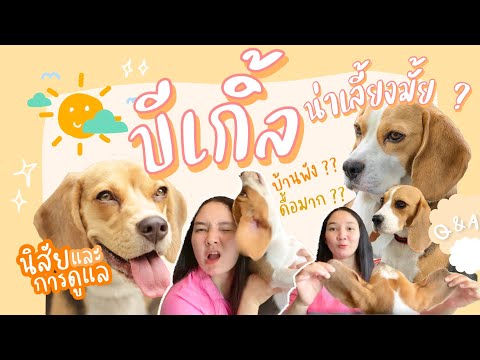 สุนัขพันธุ์บีเกิ้ล ทำไมคนนิยมเลี้ยงกันนะ นิสัยยังไง ?? ดื้อจริงมั้ย ?? (EP.26)