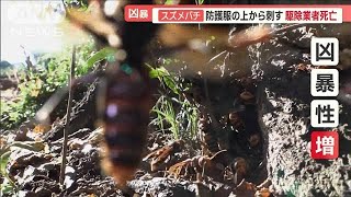 スズメバチ　防護服の上から刺す　駆除業者死亡…10月要注意「育成で巣の中緊張状態」【羽鳥慎一 モーニングショー】(2023年10月6日)